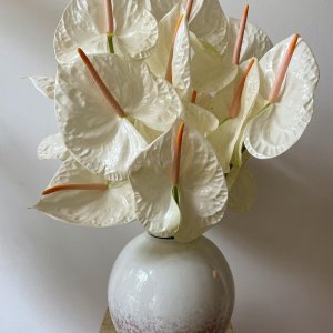 Anthurium