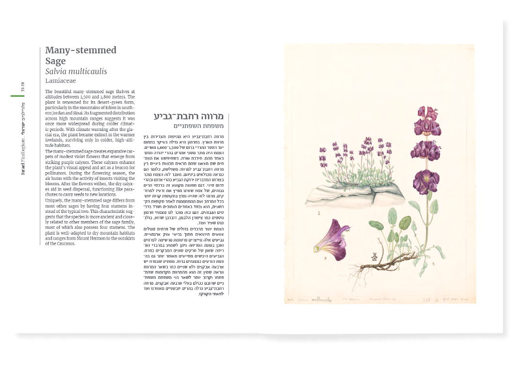 פלורילגיום ישראלי