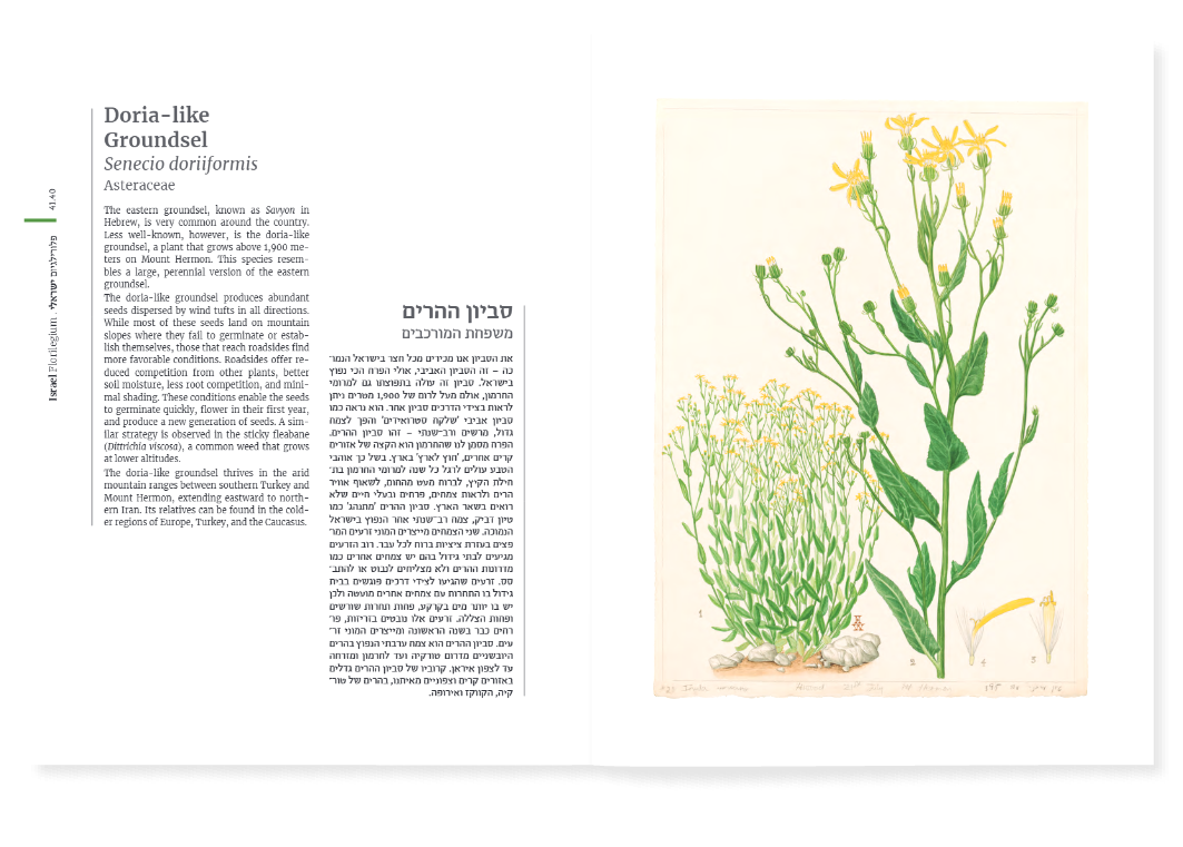 פלורילגיום ישראלי