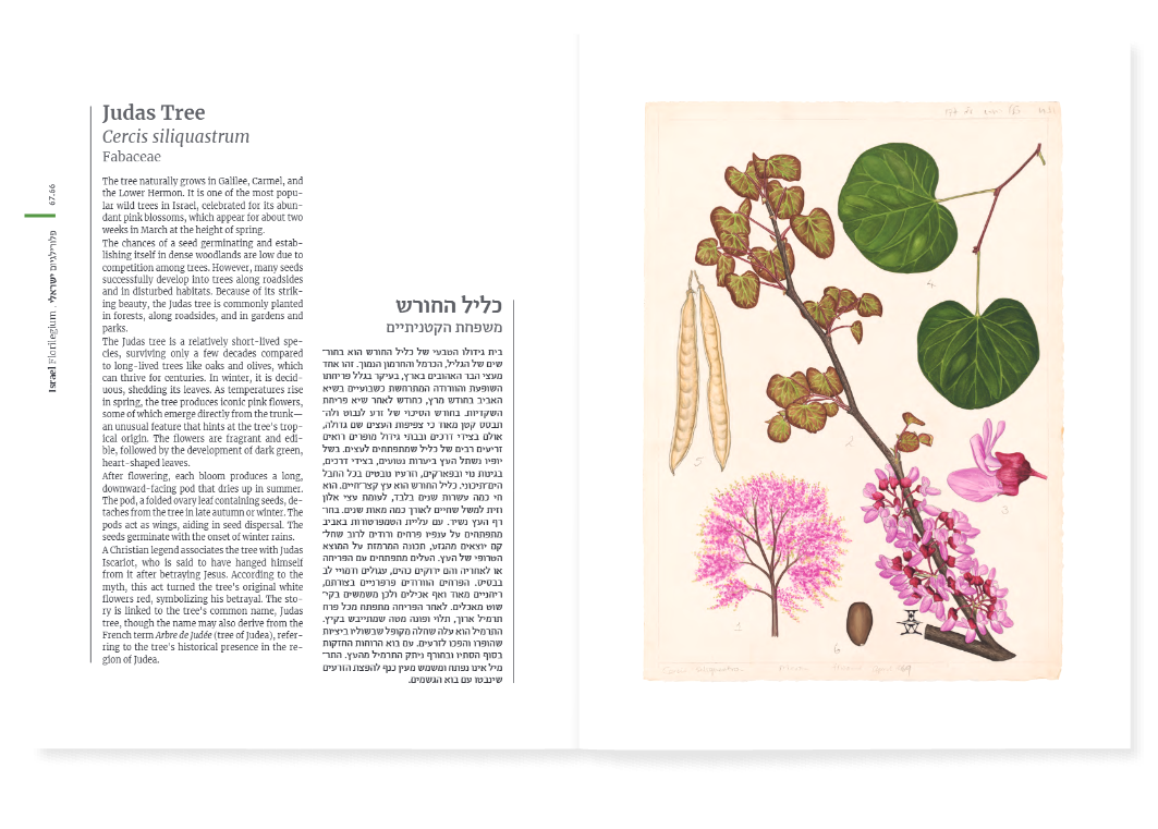 פלורילגיום ישראלי