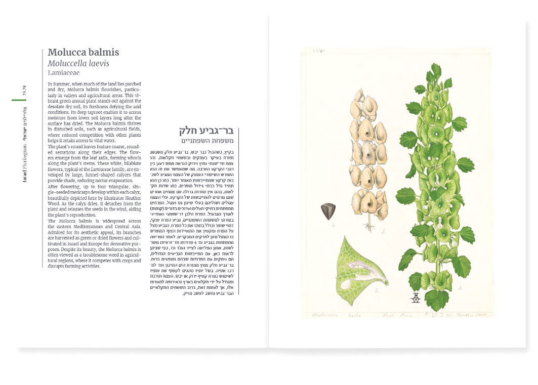 פלורילגיום ישראלי